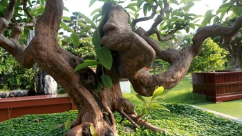 Cây ổi cong queo thân u nục vì sao đại giá đá quý nâng niu nhất giữa những cây cảnh tiền tỷ?