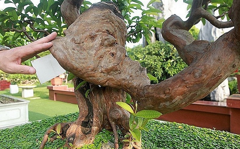 Cây ổi được đánh giá là rất quý hiếm bởi trên 100 năm, dáng kỳ quái như lưng gù của nhân vật Lưu gù trong dân gian.