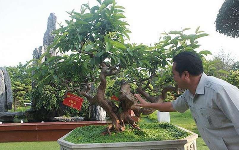 Cây ổi cổ thụ độc lạ được ông Dũng nâng niu.
