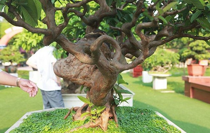 Cây ổi có dáng độc lạ bởi vết gập hồi đầu của thân chính phát u cục trông giống như cái lưng gù.