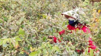 Mê loài hoa tím thủy chung trong rừng Kẻ Gỗ, 9X khám phá ra bí quyết tạo thành đặc sản trứ danh