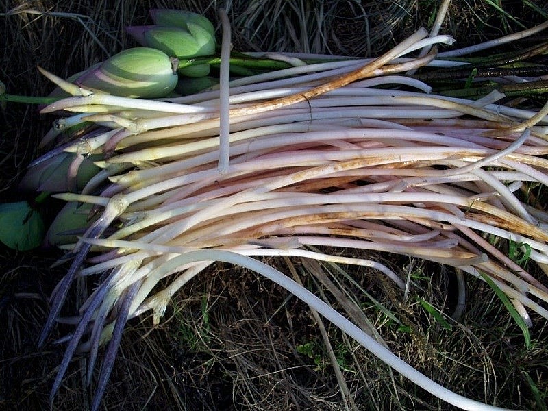 Trên chợ mạng, ngó sen sẽ được bán rất nhiều mức giá khác nhau