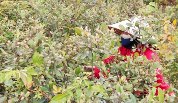 Mê loài hoa tím thủy chung trong rừng Kẻ Gỗ, 9X khám phá ra bí quyết tạo thành đặc sản trứ danh