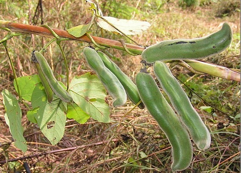 Quả đậu mèo  được phủ lông trắng, có hình chữ S và bên trong chứa hạt hình trứng