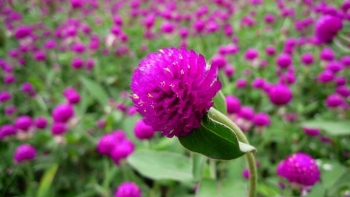 Tác dụng hữu ích của cúc bách nhật