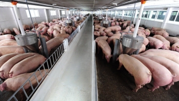 Giá heo hơi hôm nay 08/7: “Hãm phanh” ở mức 67.000 đồng/kg, bật tăng trong ngắn hạn, cẩn trọng khi tái đàn