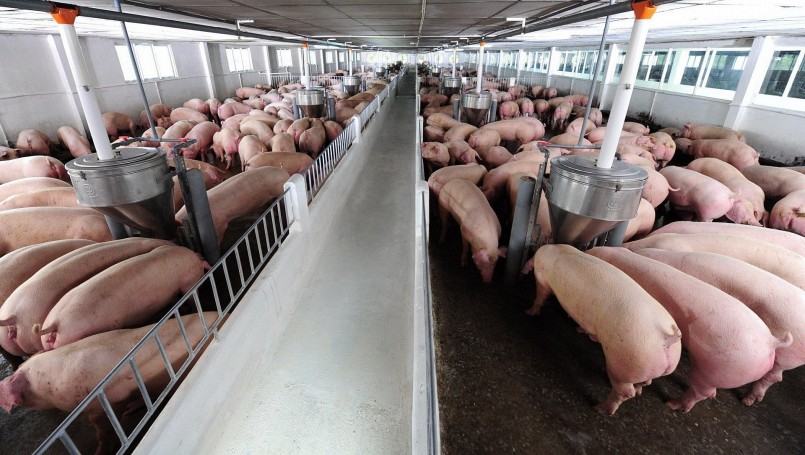 Giá heo hơi hôm nay (08/7), đà tăng chững lại khi giá heo đạt mức cao nhất 67.000 đồng/kg. Giá heo hơi hôm nay (08/7), đà tăng chững lại khi giá heo đạt mức cao nhất 67.000 đồng/kg.