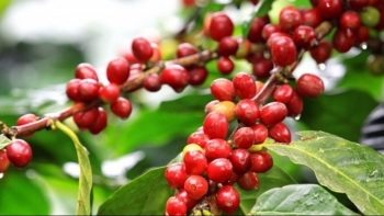 Giá nông sản hôm nay 08/7: Cà phê tăng dựng đứng lên mức đỉnh 66.800 đồng/kg, hồ tiêu lặng sóng