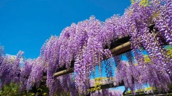 4 loại hoa leo tường chịu hạn cực tốt, khi nở phủ thành thảm vô cùng đẹp mắt