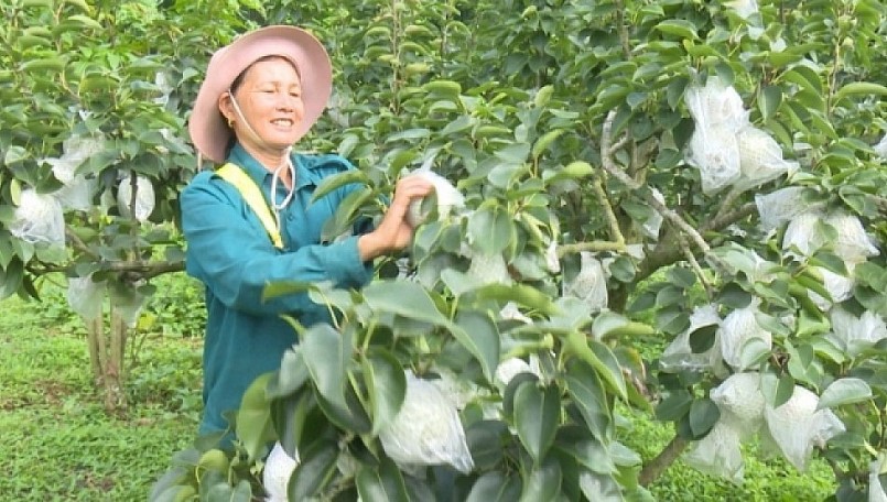 Vườn lê của gia đình bà Đinh Thị Mây cho hiệu quả cao.