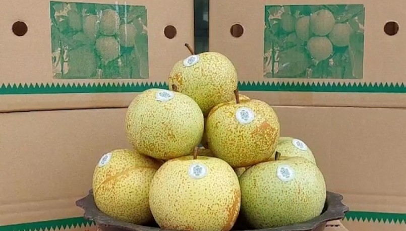 Trái lê Phiêng Khoài với chất lượng đặc biệt được thị trường cả nước ưa chuộng.
