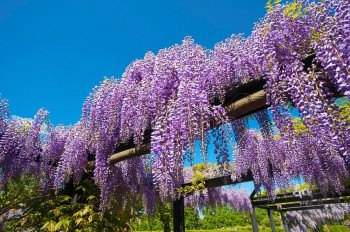 4 loại hoa leo tường chịu hạn cực tốt, khi nở phủ thành thảm vô cùng đẹp mắt