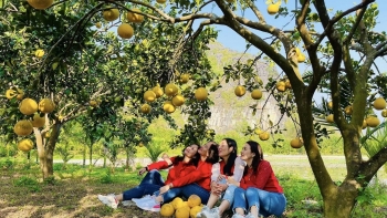 Ông gàn trồng bưởi "lười", giờ cả vườn trái vàng ươm, khách ngắm thích mắt, ăn đã miệng