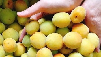 Những lợi ích tuyệt vời của quả mơ đối với sức khoẻ