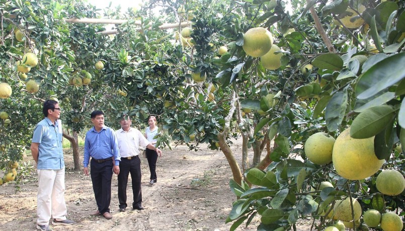 Vườn bưởi hữu cơ cho nhiều quả, đẹp và cây khỏe.