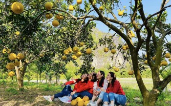 Ông gàn trồng bưởi "lười", giờ cả vườn trái vàng ươm, khách ngắm thích mắt, ăn đã miệng