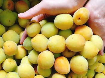 Những lợi ích tuyệt vời của quả mơ đối với sức khoẻ