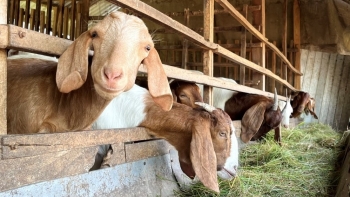 Không cho dê chạy lông nhông mà nhốt lại vỗ béo, đẻ con vừa khỏe lại đẹp bán giá cao ngất