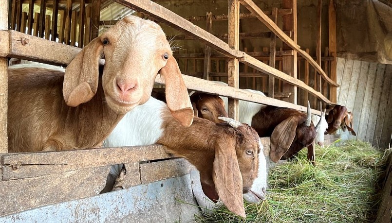 Mô hình nuôi dê nhốt chuồng của Tổ hợp tác nuôi dê, xã Phú Long, huyện Phú Tân, tỉnh An Giang. Mô hình nuôi dê nhốt chuồng của Tổ hợp tác nuôi dê, xã Phú Long, huyện Phú Tân, tỉnh An Giang.