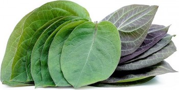 Một số bài thuốc chữa bệnh từ lá mơ