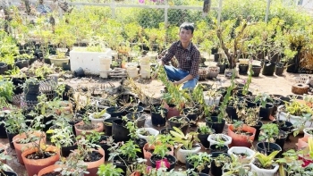 Cử nhân lên Tây Nguyên trồng cà phê bất ngờ rẽ ngang làm cây cảnh thu lãi 250 triệu mỗi năm