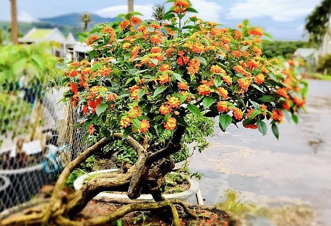 Nghề trồng hoa cây cảnh không cần diện tích đất lớn nhưng cho hiệu quả kinh tế cao. Nghề trồng hoa cây cảnh không cần diện tích đất lớn nhưng cho hiệu quả kinh tế cao.