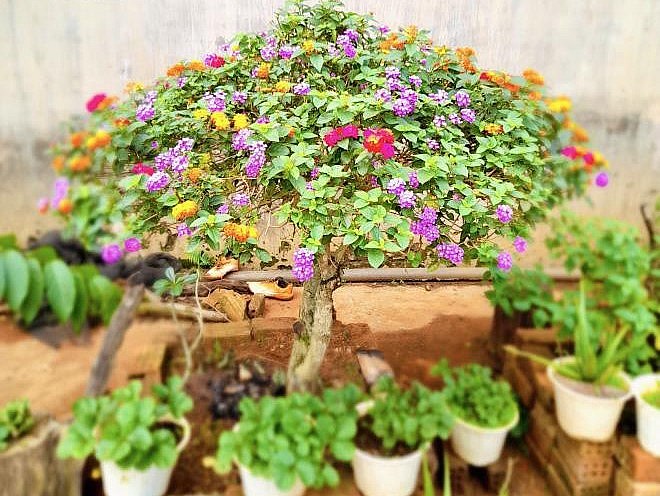 Hoa và cây cảnh có thị trường tiêu thụ lớn nên rất yên tâm đầu ra. Hoa và cây cảnh có thị trường tiêu thụ lớn nên rất yên tâm đầu ra.