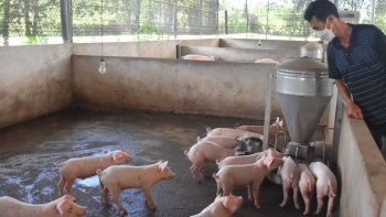 Giá heo hơi hôm nay 09/7: Chưa thế chạm mốc 70, người nuôi heo vẫn ngại tái đàn dù đã có lợi nhuận