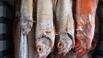 Cá ủ tươi là gì mà giá lên đến 4 triệu đồng/kg vẫn đắt hàng