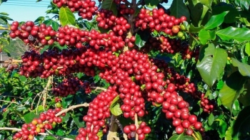 Giá nông sản hôm nay 09/7: Cà phê nhiều phiên tăng dựng đứng, hồ tiêu ít biến động giữ vững mức cao nhất 70.000 đồng/kg