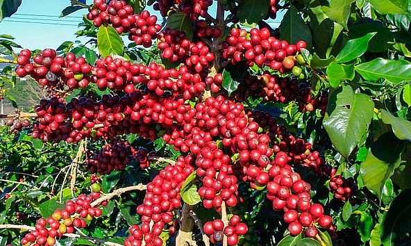 Giá nông sản hôm nay (09/7) giá cà phê khép lại tuần này với mức tăng 2.000 đồng/kg so với đầu tuần. Giá nông sản hôm nay (09/7) giá cà phê khép lại tuần này với mức tăng 2.000 đồng/kg so với đầu tuần.