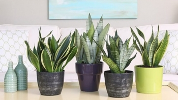 Trồng cây lưỡi hổ không chịu nảy mầm, lấy thứ này ngâm vào nước mang lại hiệu quả bất ngờ