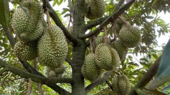 Thủ phủ sầu riêng miền Đông dự kiến thu về nghìn tỷ, nâng chất thương hiệu từ đẳng cấp chất lượng