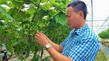Nho hạ đen được cho là cây tiền tỷ, vì sao địa phương này 'hãm phanh" không mở rộng ồ ạt?