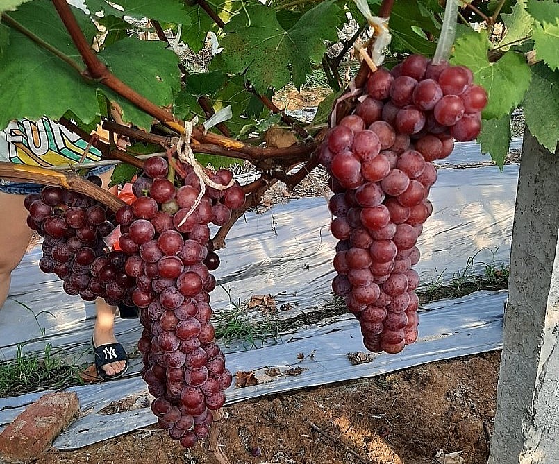 Nhiều nhà vườn có thu nhập 1 tỷ đồng mỗi năm nhờ trồng nho Hạ đen.