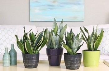 Trồng cây lưỡi hổ không chịu nảy mầm, lấy thứ này ngâm vào nước mang lại hiệu quả bất ngờ