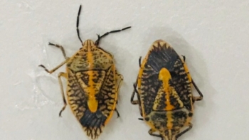 5 người ngộ độc, 2 người liệt cơ sau khi ăn 0,7 kg bọ xít rang