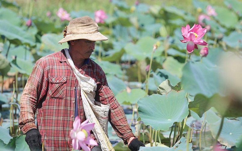 Ông Nguyễn Văn Thuật thu hoạch đài sen, mỗi vụ thu lãi 60 triệu đồng.