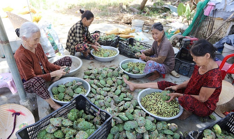 Những người lớn tuổi bóc hạt sen với tiền công 3.000 đồng/kg.