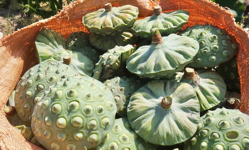 Mỗi vụ sen người dân thu hoạch đài sen lấy hạt.