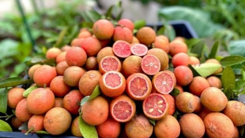 Chanh đào có tốt hơn chanh thường?