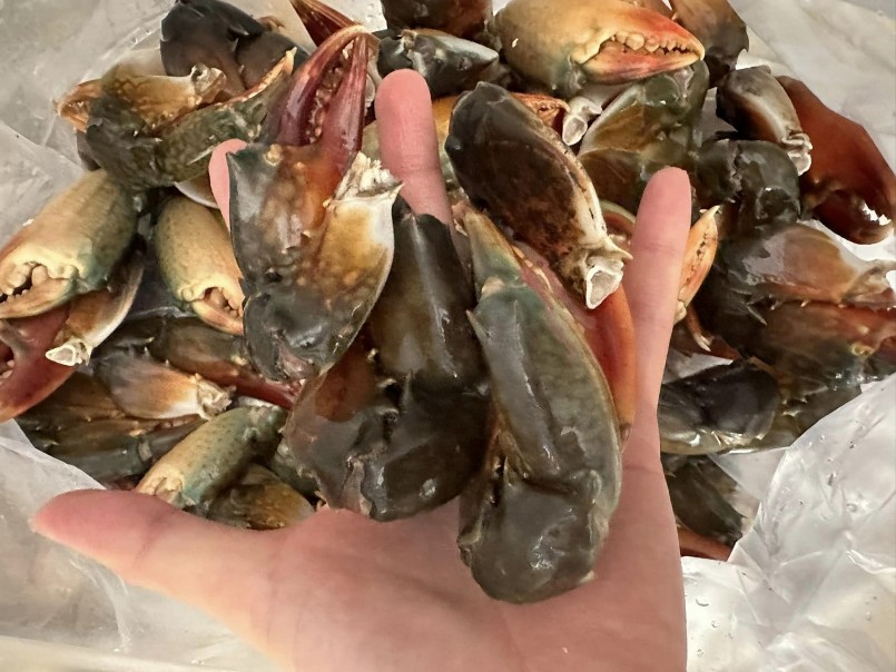 Những chiếc càng cua size to được bán giá lên đến hơn 600.000 đồng/kg