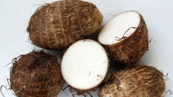 Loại củ xấu xí lại bổ dưỡng gấp 1,5 lần khoai tây, vừa là món ăn ngon vừa là vị thuốc quý