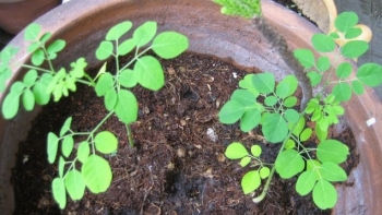 Thứ cây mọc hoang xưa không ai ngó, nay thành rau quý có tới 90 dưỡng chất, chỉ giâm cành cũng lên tốt um