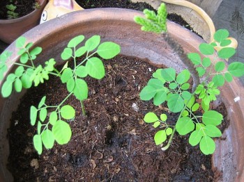 Thứ cây mọc hoang xưa không ai ngó, nay thành rau quý có tới 90 dưỡng chất, chỉ giâm cành cũng lên tốt um