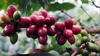Giá nông sản hôm nay 10/7: Cà phê ngập sắc xanh sàn kỳ hạn, hồ tiêu tăng đồng loạt 500 đồng/kg