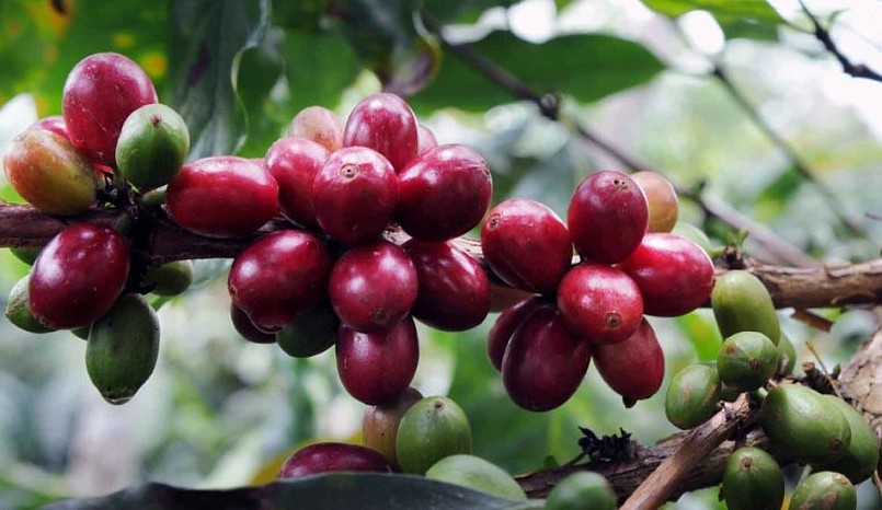 Giá nông sản hôm nay (10/7), giá cà phê sàn kỳ hạn ngập sắc xanh, trong đó giá cà phê robusta tăng 4,42% lên mức 2.621 USD/tấn. 