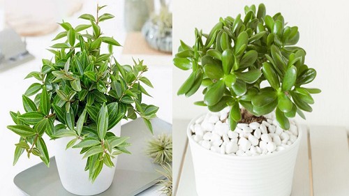 5 loại hoa đặt ở phòng khách hút tài lộc cực đỉnh