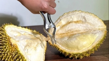 Sầu riêng đắt đỏ nhưng ít ai biết vỏ sầu riêng cũng là dược liệu quý