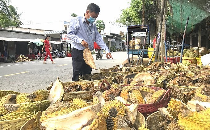 Vỏ sầu riêng nều được sử dụng hợp lý sẽ là nguồn tài nguyên quý.